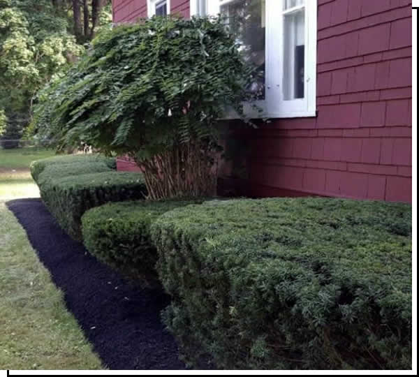 Bush Trimming Process