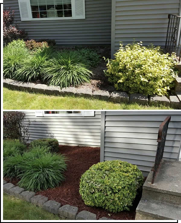 Bush Trimming Services in Utica NY
