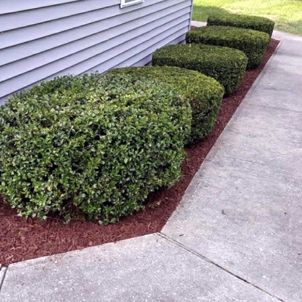 Bush Trimming Services Utica