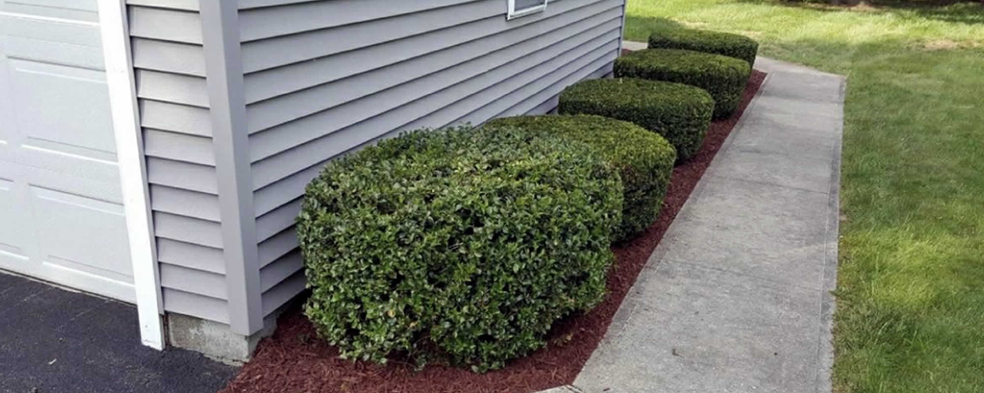 Bush Trimming Services Utica
