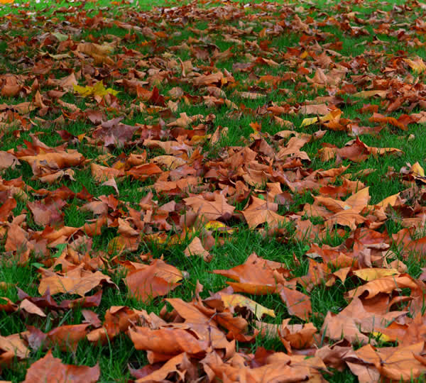 Complete Spring and Fall Cleanup Services