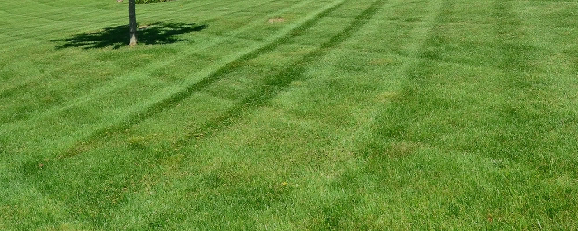 Lawn Mowing Services Utica