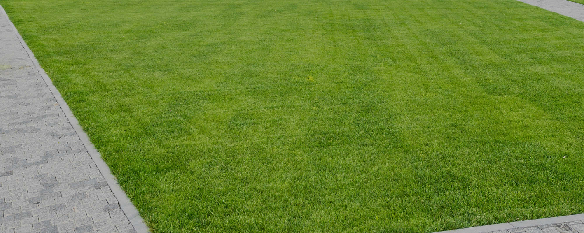 Weed Removal Services Utica